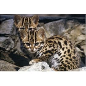 10x8 Photograph (25x20cm) LEOPARD CAT- WILD SPECIES by Ardea