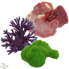 Nature`s Image Set: Acropora, Platygya and Rugosa Coral Reproduction by Nature`s Image