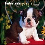 Boston Terrier Puppies 2008 Wall Calendar