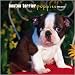 boston terrier - Boston Terrier Puppies 2008 Wall Calendar