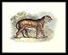 bengal44 - Antique Bengal Tiger Animal Safari Black WoodMounted Art