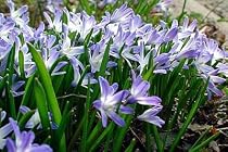 Glory of the Snow 20 Bulbs - Chionodoxa - Deer Proof