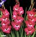 Outdoor Living : 10 Jessup Gladiolus Bulbs - NEW! - Shipping begins 1/07
