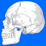 Human Body Facts