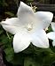 Carpathian Bell Flower White Clips 4 Plants - Campanula