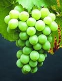  Weinrebe Lakemont©,...