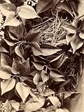 A Stuffed Specimen of 'Passer Domesticus', Commonly Known as the House Sparrow Photographic Poster Print, 18x24