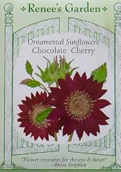 Chocolate Cherry Sunflower Seeds