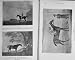 1915 Horses Gimcrack Shark Price Eleanor Trentham Lyon