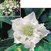Double White Christmas Rose - Helleborus Betty Ranicar