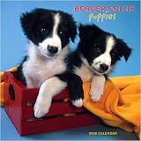 Border Collie Puppies 2008 Wall Calendar