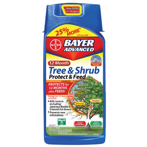 shrubs