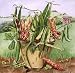 Beans in a Flower Pot, 1995 (acrylic) by.. - Art Print - Medium - 28x35cm