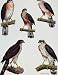 Eagles Hawks & Falcons African Goshwak Color Plate