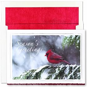 Cardinal on Pine Branch Boxed Holiday Cards