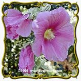 Hollyhock (Alcea rosea) Jumbo Wildflower Seed Packet - 600 Seeds