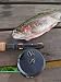 A Complete Trout Fishing Guide