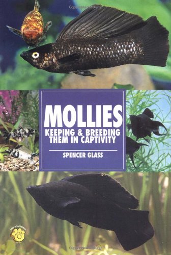 mollies keeping  breeding them in captivity