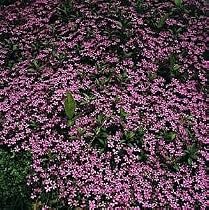 Soapwort Perennial - Saponaria Ocymoides - 4 Plants