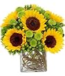 Sunflower Surprise