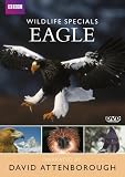 Wildlife Specials - Eagle [DVD]