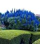 Pride of Madeira 50 Seeds - Echium fastuosum -Perennial