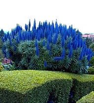 Pride of Madeira 50 Seeds - Echium fastuosum