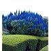 Pride of Madeira 50 Seeds - Echium fastuosum