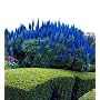 Pride of Madeira 50 Seeds - Echium fastuosum