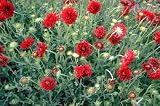 Red Plume Blanket Flower - 30 Seeds, 200 mg