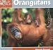 Orangutans (Our Wild World)