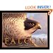 Falcon