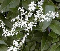 Silver Lace Vine Plant