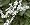 Silver Lace Vine Plant