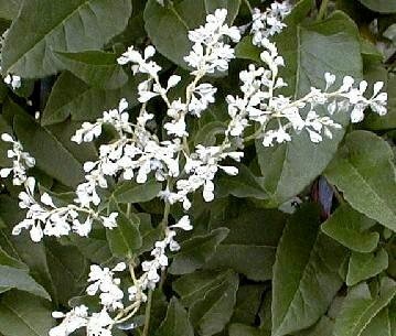 Silver Lace Vine Plant