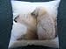Polar Bears photo print cushion