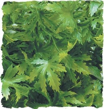 ZooMed Cannabis Reptile Vivarium Plant 36cm