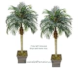 TWO 6 Phoenix Coconut Artificial Tropical Palm Trees, with No Pot,