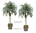 TWO 6' Phoenix Coconut Artificial Tropical Palm Trees, with No Pot,