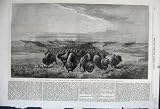 1862 Herd Bisons Crossing River Upper Missouri Hays