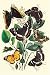 Kitchen & Housewares : Butterflies: L. Populi, A. Iris, et al. Art Print Poster By W. F. Kirby, 18.75 " x 27.5 "