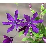 バラに合う：クレマチス：アフロディーテエレガフミナ4.5号ポット（インテグリフォリア系） 1株