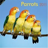 Parrots 2011 Square 12X12 Wall Calendar (Oneworld)