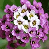 1,000 Seeds, Alyssum 