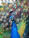 Wallmonkeys Peel and Stick Wall Decals - Beautiful Colourful Preening Peacock - 24H x 19W Removable Graphic
