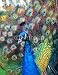 Wallmonkeys Peel and Stick Wall Decals - Beautiful Colourful Preening Peacock - Removable Graphic