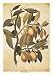 Avicennia Germinans by Jacopo Ligozzi. Size 10.52 inches width by 17.65 inches height. High Quality Art Poster Print
