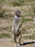 Jigsaw of CH-3664 SURICATE / Meerkat - pregnant female on hind legs from Ardea