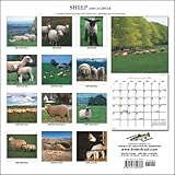 Sheep 2008 Calendar-
