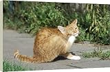 Box Canvas Print of CAT - ginger and white cat, scratching from Ardea